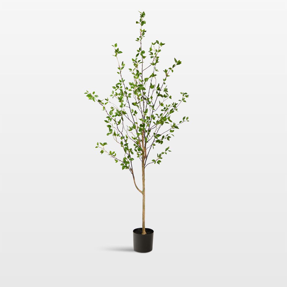 Faux Minimalist Citrus Tree 6.5'