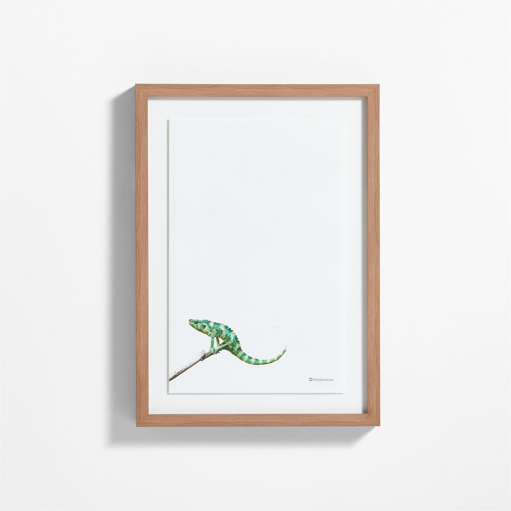 Smithsonian Meller's Chameleon Framed Wall Art Print