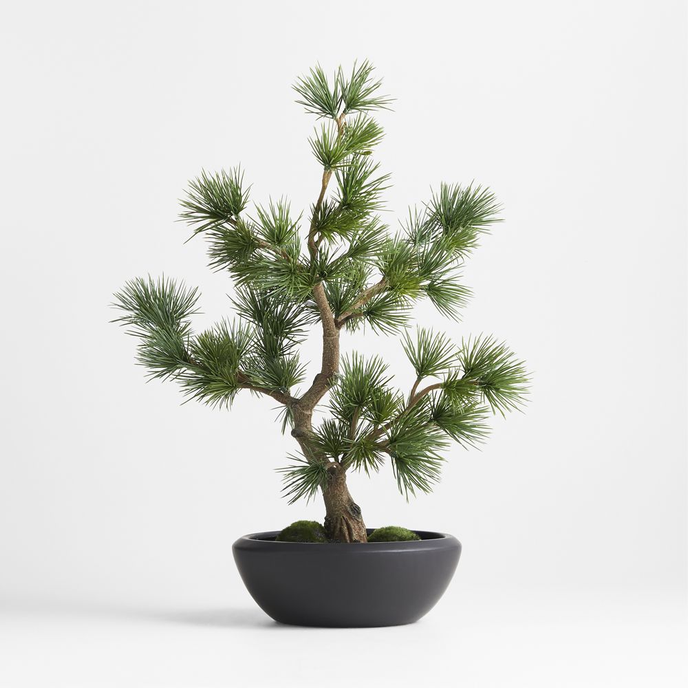 SKU TRANSITION Potted Faux Pine Bonsai in Black Pot (Cloned)