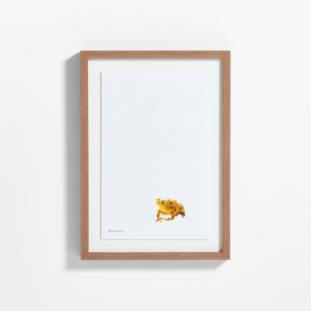 Smithsonian Panamanian Golden Frog Framed Wall Art Print